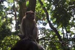 Monkey Forest in Bali, Indonesia.